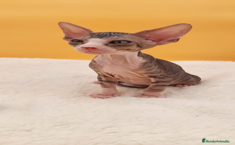 Sphynx gatos - Anuncio 7