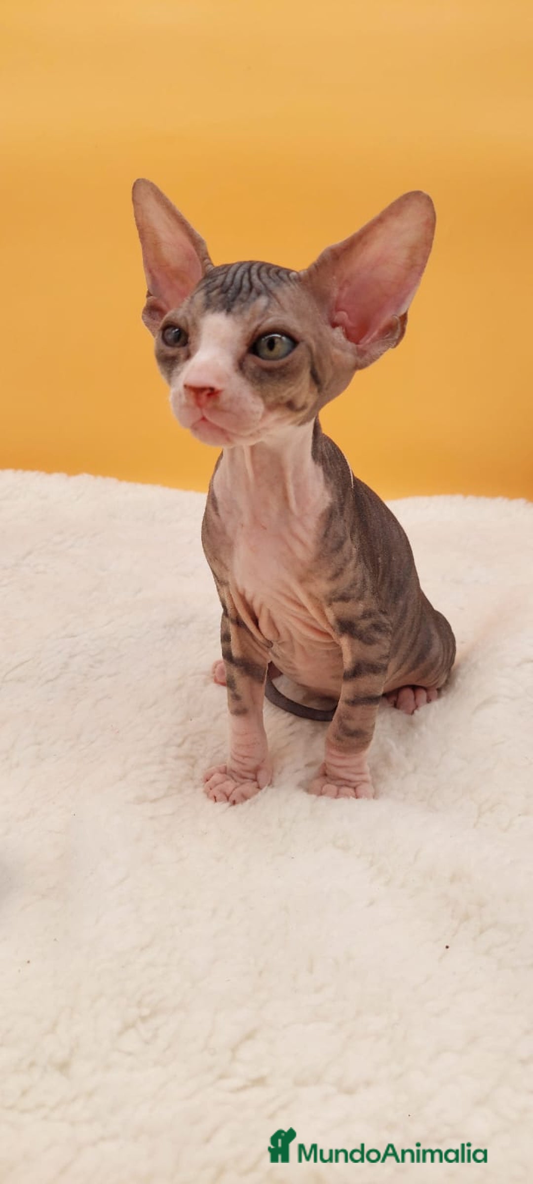 Sphynx gatos en venta: Preciosa hembrita tabby  - Imagen 1