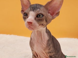 Sphynx gatos - Anuncio 4