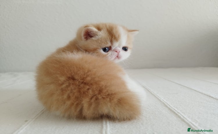 Exótico de Pelo Corto gatos - Anuncio 1