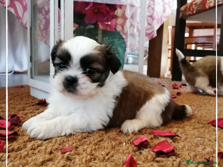 Shih Tzu perros Camada de Shitzu de padres Toy en Madrid - Anuncio 27