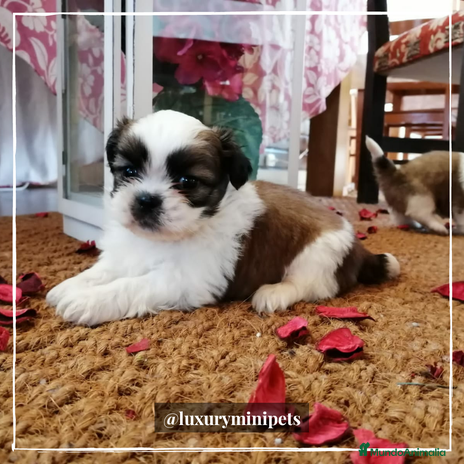 Shih Tzu perros en Madrid - Anuncio 2