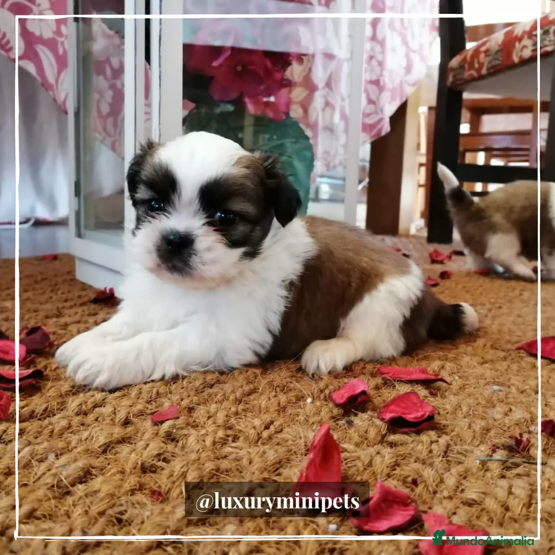Shih Tzu perros en venta: Camada de Shitzu de padres Toy en Madrid - Anuncio 1