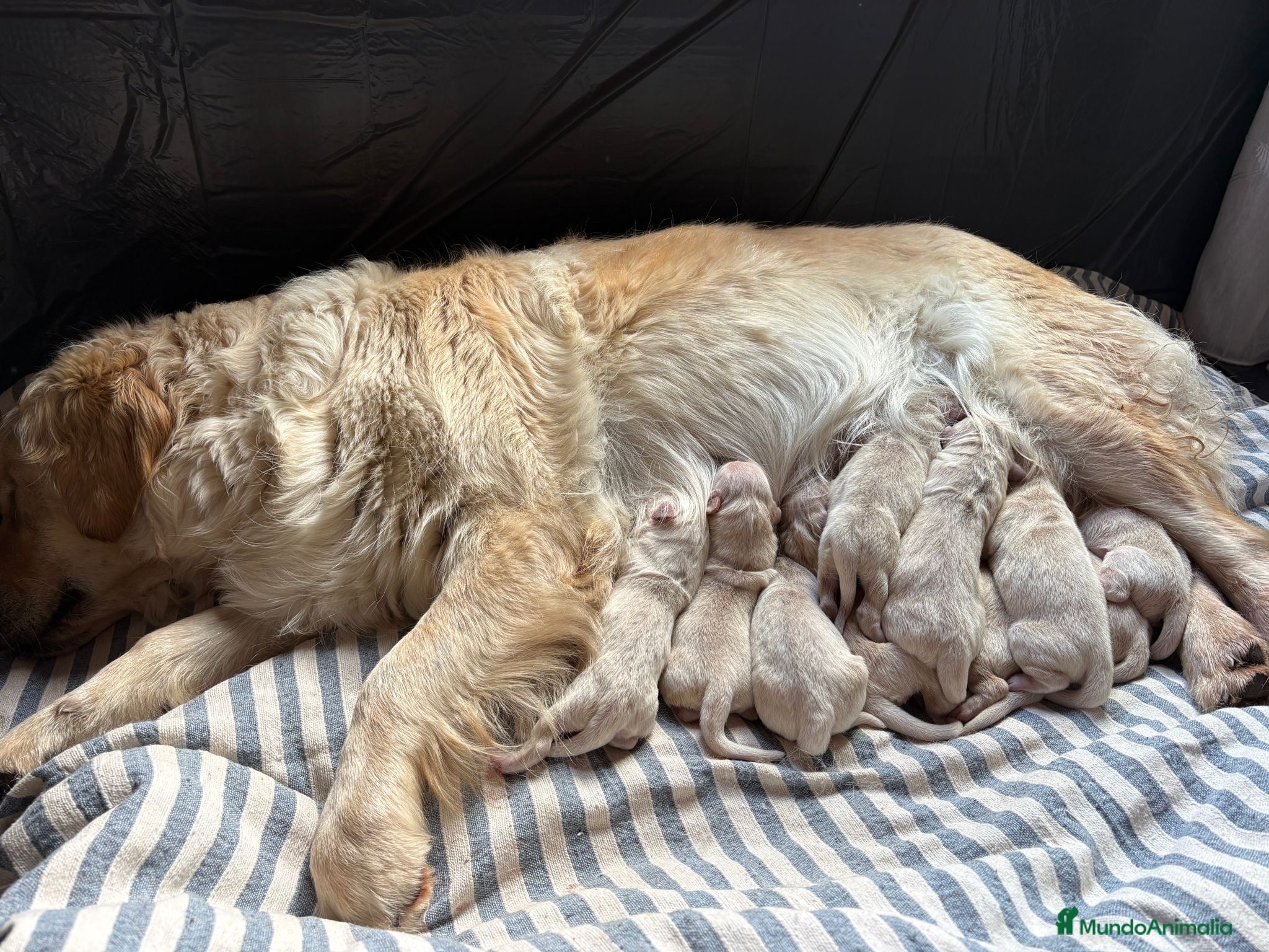 Golden Retriever perros IMPRESIONANTES GOLDEN RETRIEVER - Anuncio 1