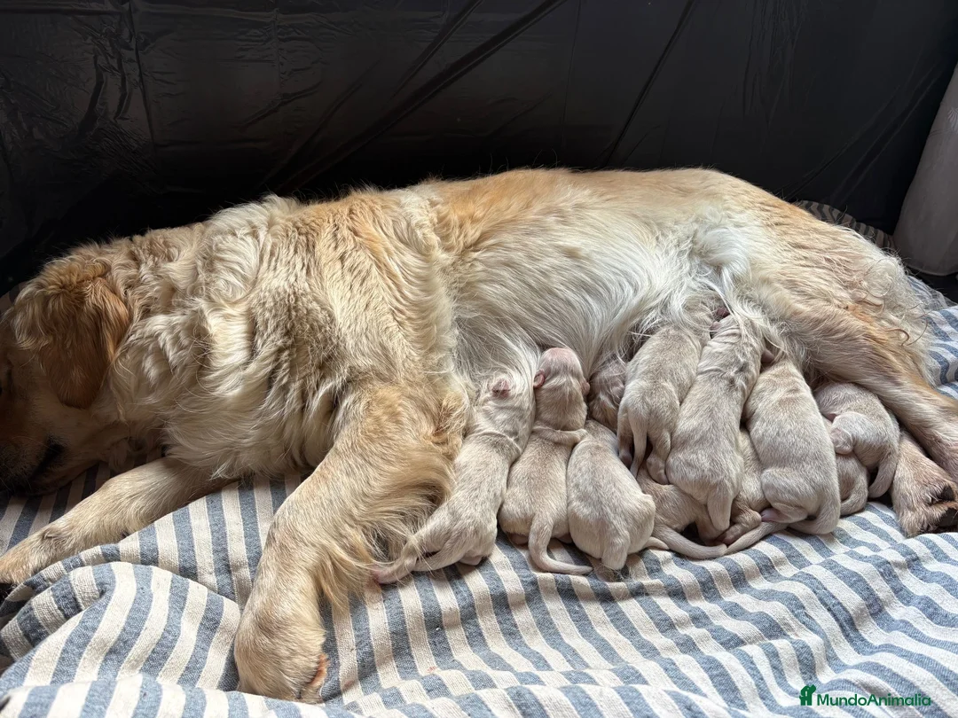 Golden Retriever perros en venta: IMPRESIONANTES GOLDEN RETRIEVER - Anuncio 1
