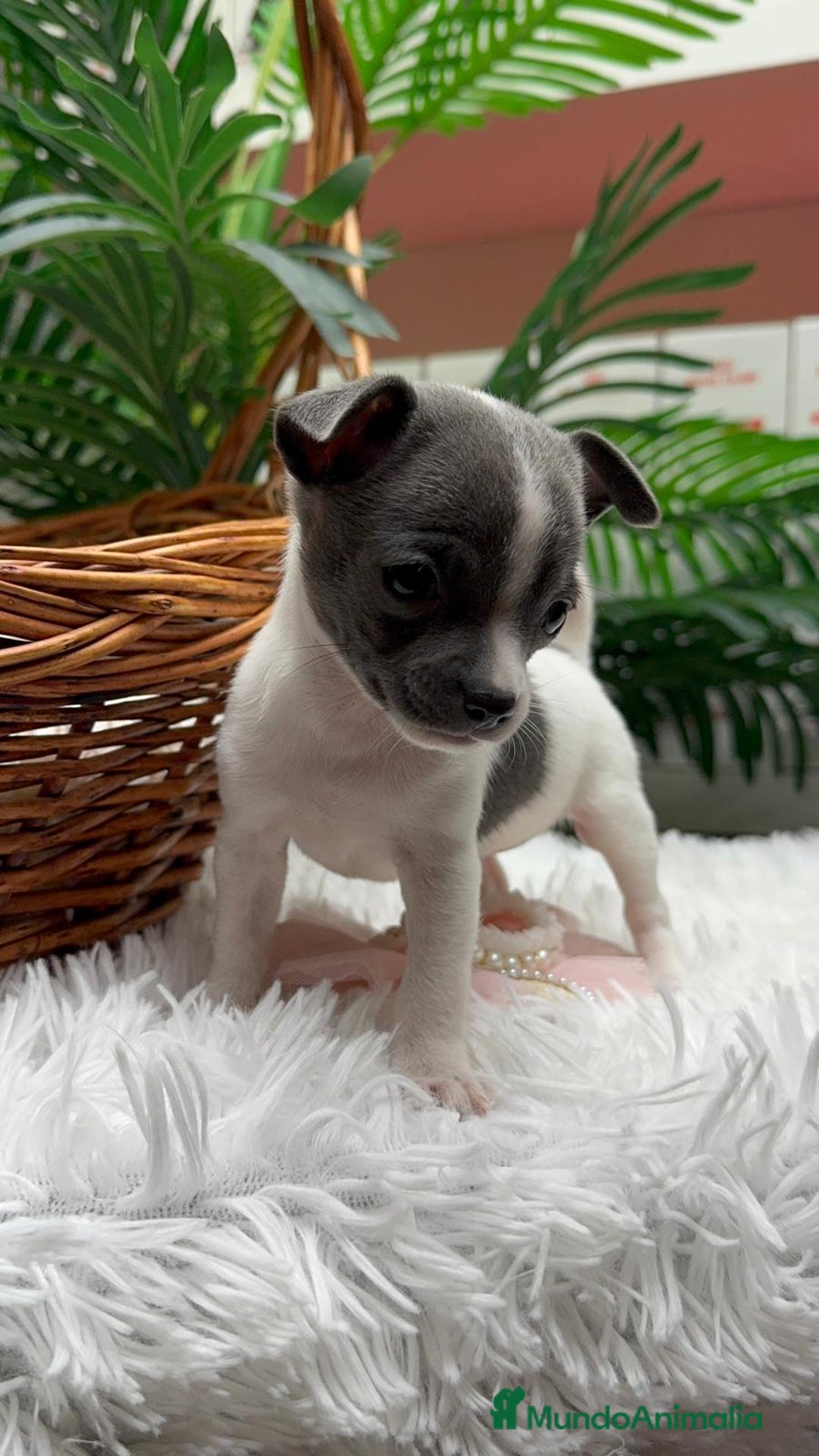 Chihuahua perros en venta: CHIHUAHUA HEMBRA - Anuncio 9