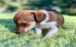 Jack Russell Terrier perros en venta: Jack russell machos - Imagen 7