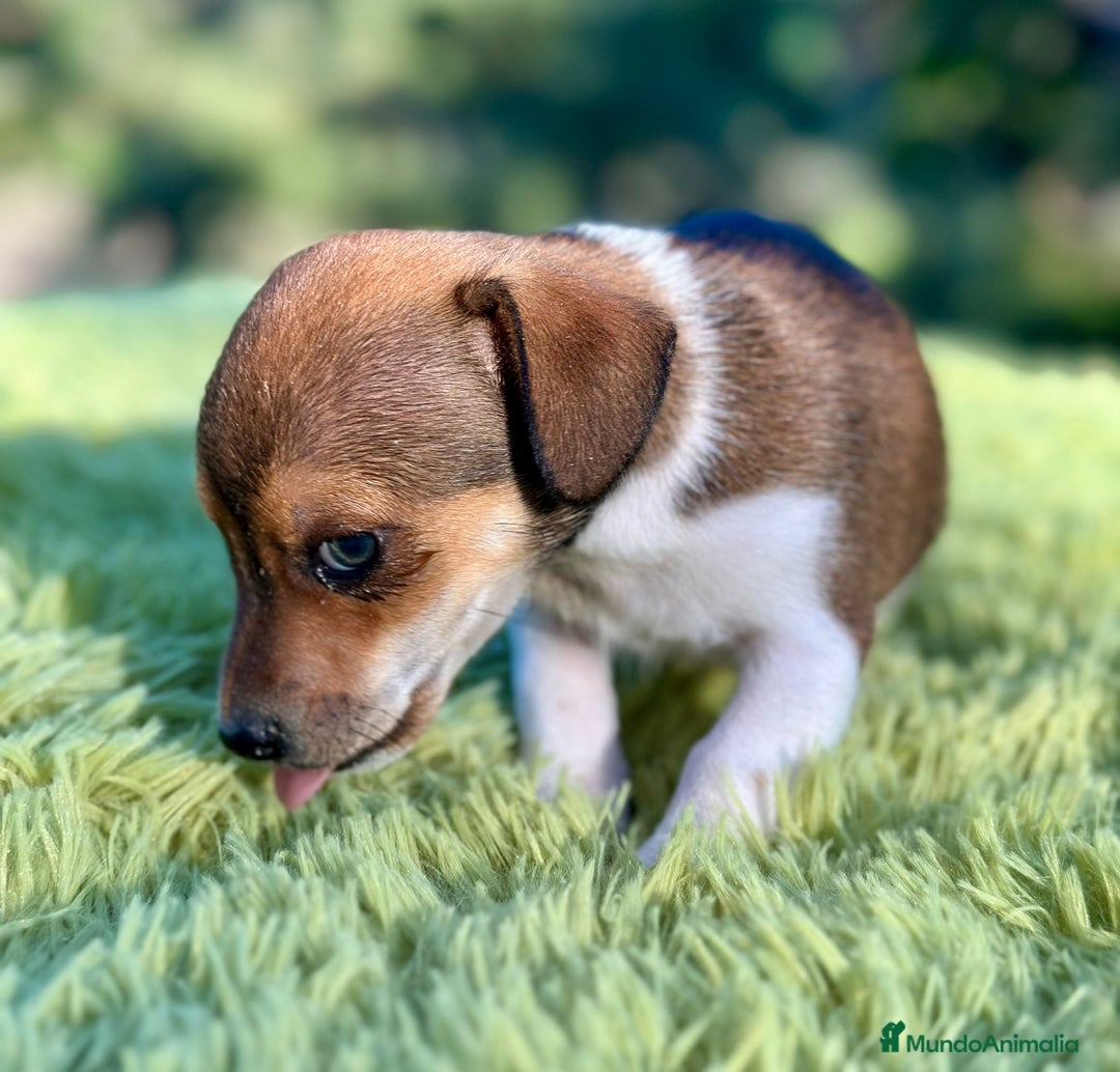 Jack Russell Terrier perros en venta: Jack russell machos - Imagen 7