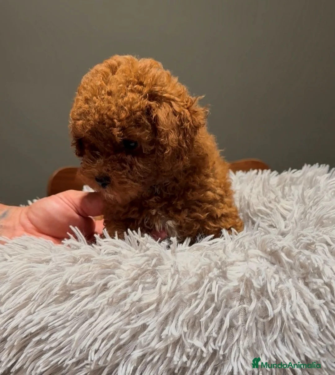 Caniche Toy perros en venta: CANICHE TOY ROJO - Anuncio 1