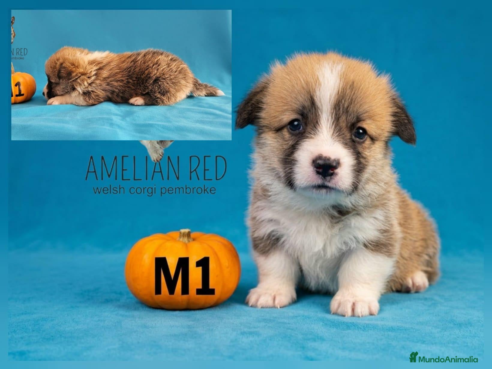 Welsh Corgi Pembroke perros Cachorros de Welsh Corgi Pembroke - Anuncio 1