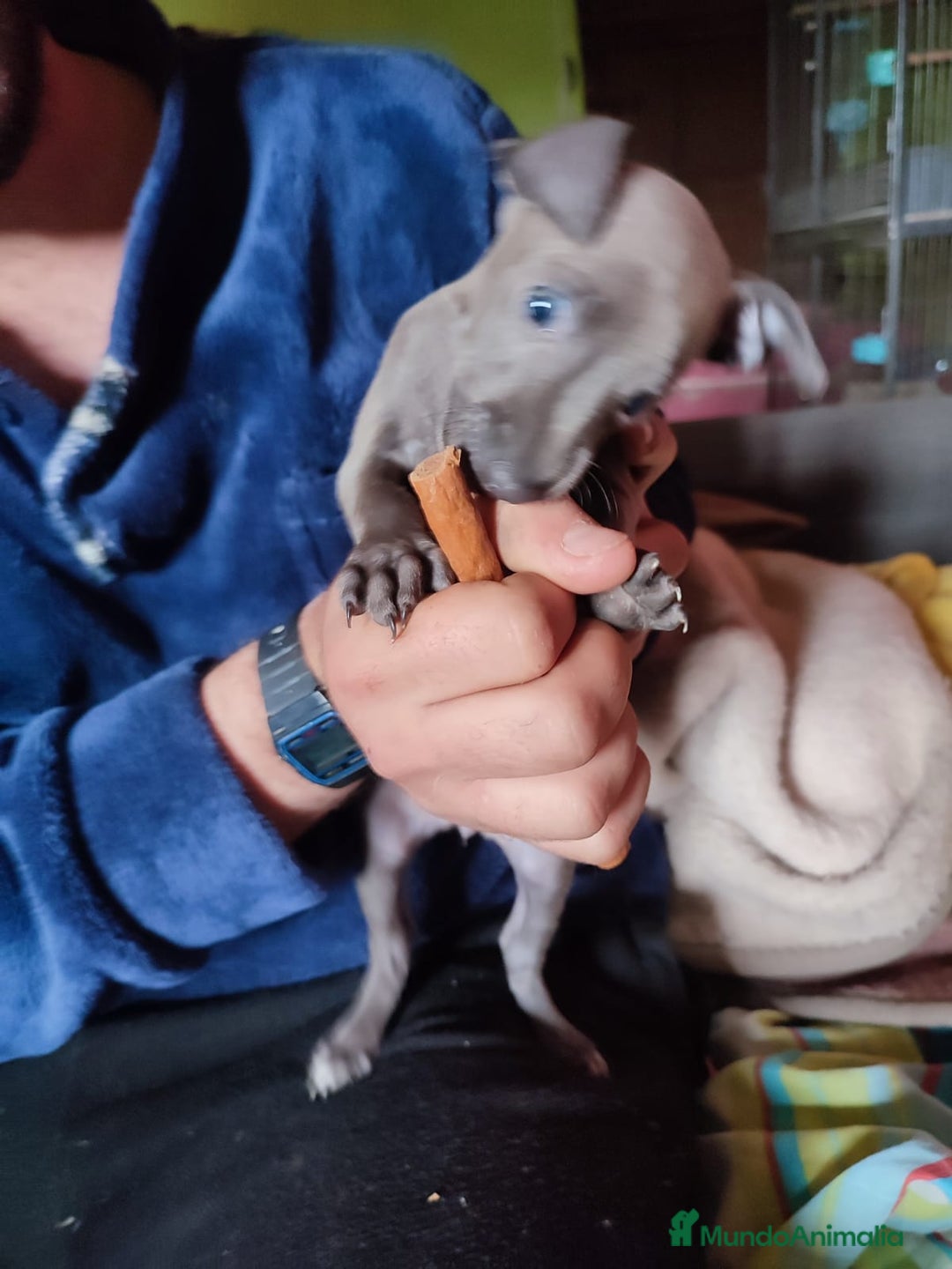 Pequeño Lebrel Italiano perros en venta: Lebrel picolo italiano  - Anuncio 4