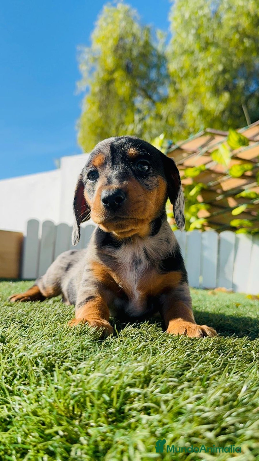 Teckel Miniatura perros en venta: TECKEL MINIATURA HEMBRA  - Anuncio 9