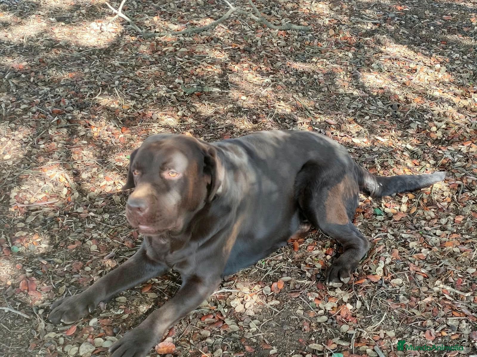 Labrador Retriever perros labrador chocolate  - Anuncio 1