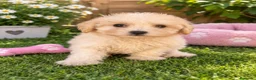 Maltipoo perros en venta: PRECIOSO HEMBRA DE MALTIPOO - Anuncio 2