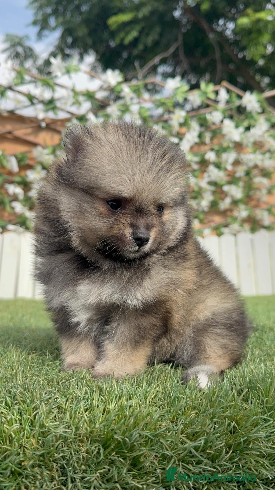 Pomerania perros POMERANIA - Anuncio 2