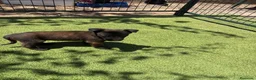 Pastor Belga Malinois perros en venta: PASTOR BELGA MALINOIS - Anuncio 30