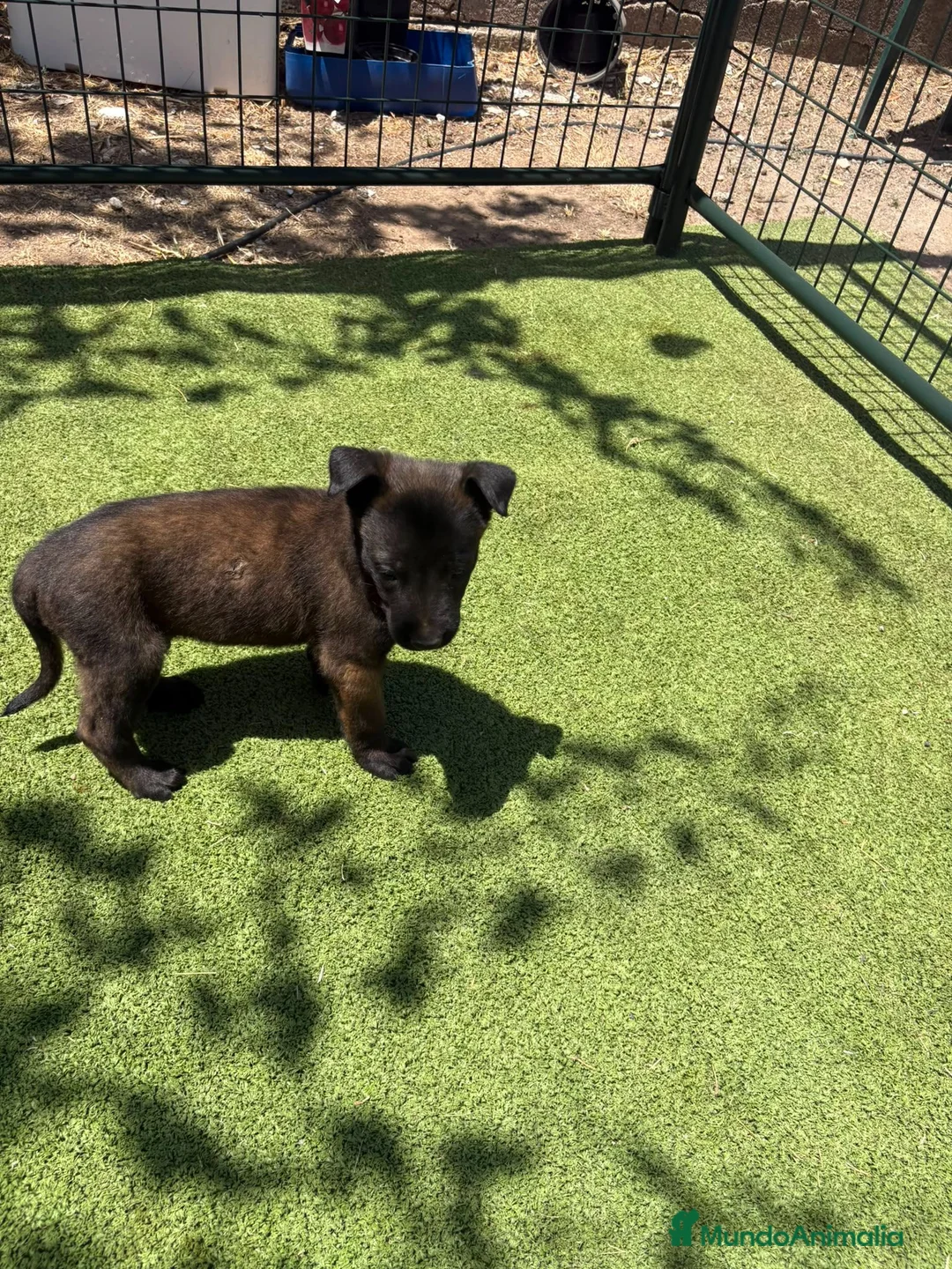Pastor Belga Malinois perros en venta: PASTOR BELGA MALINOIS - Anuncio 30