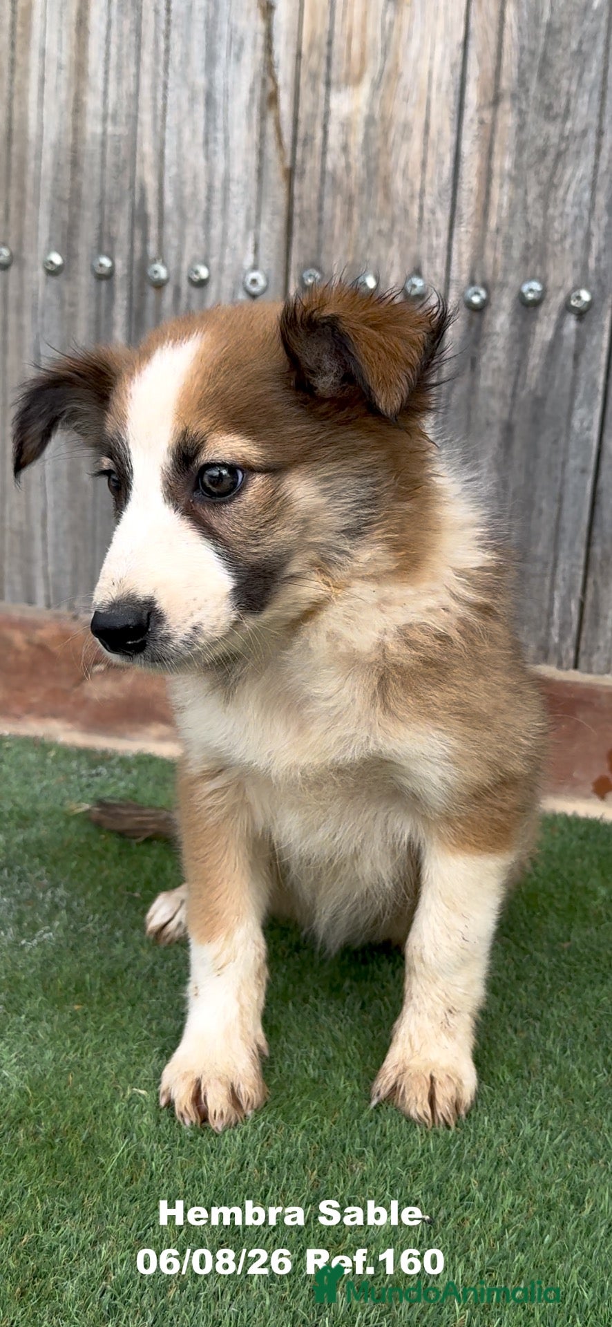Border Collie perros Border Collie - Anuncio 3