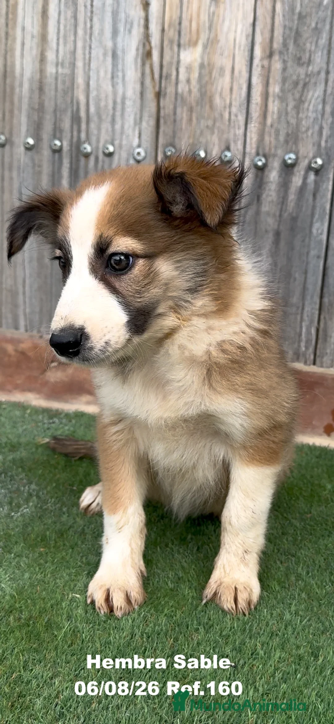 Border Collie perros en venta: Border Collie - Anuncio 1