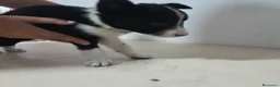 Border Collie perros en venta: BORDE COLLIE - Anuncio 32