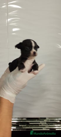 Chihuahua perros Chihuahua Mini - Anuncio 2