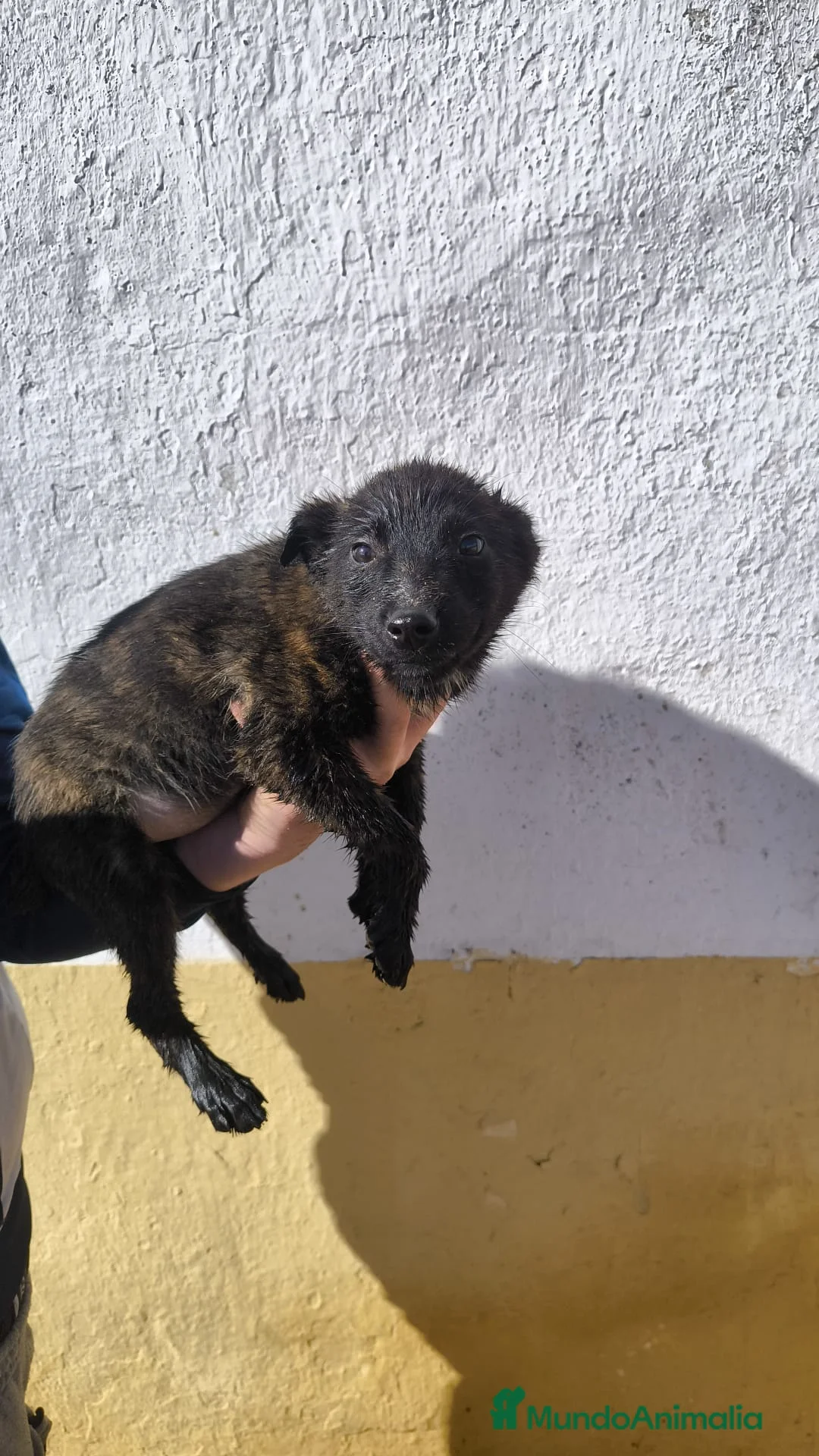 Pastor Holandés perros en adopcion: Pastor holandes - Anuncio 2