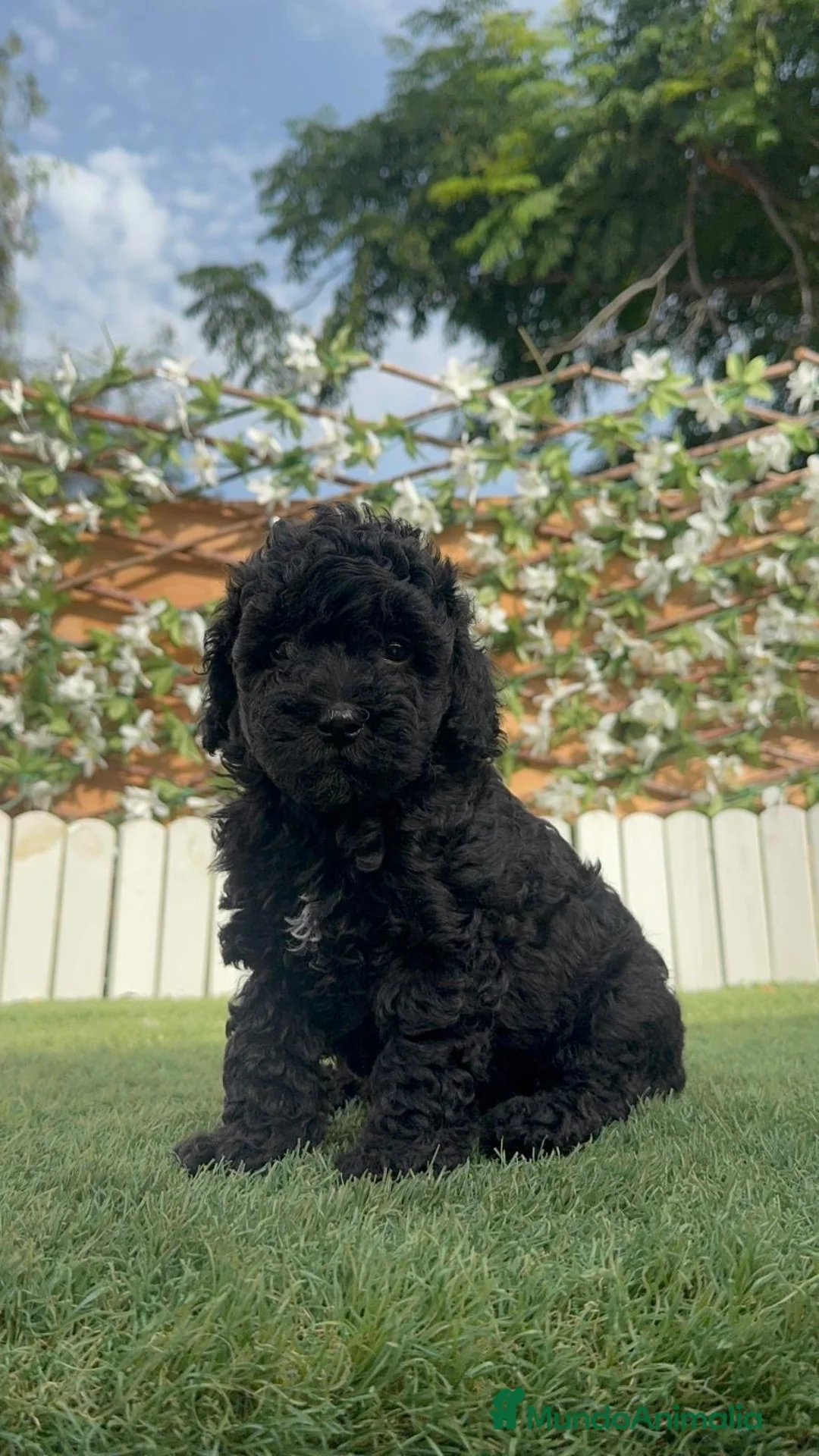 Caniche Enano perros en venta: CANICHE ENANA 🎀 - Anuncio 14
