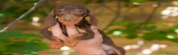Teckel Miniatura perros en venta: Teckel Miniatura  - Anuncio 6