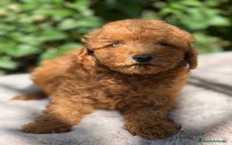 Caniche Toy perros en venta: Caniche toy  - Imagen 3