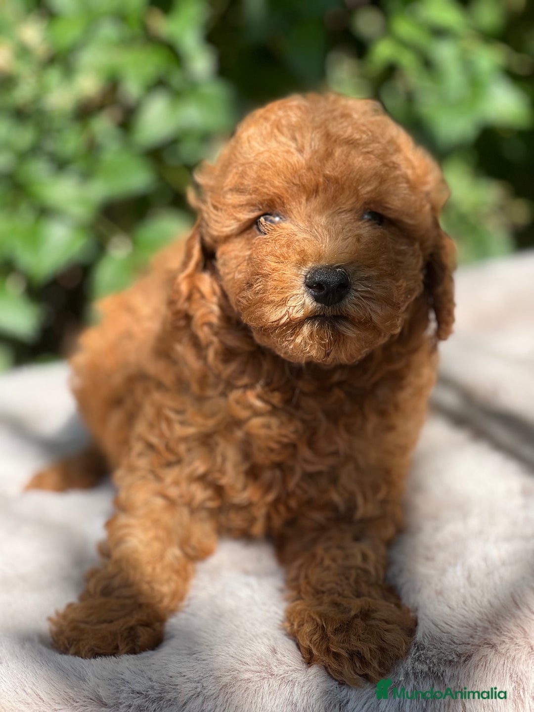 Caniche Toy perros en venta: Caniche toy  - Imagen 3