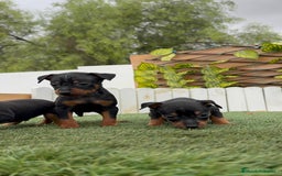 Pinscher Miniatura perros en venta: Pinscher - Imagen 11