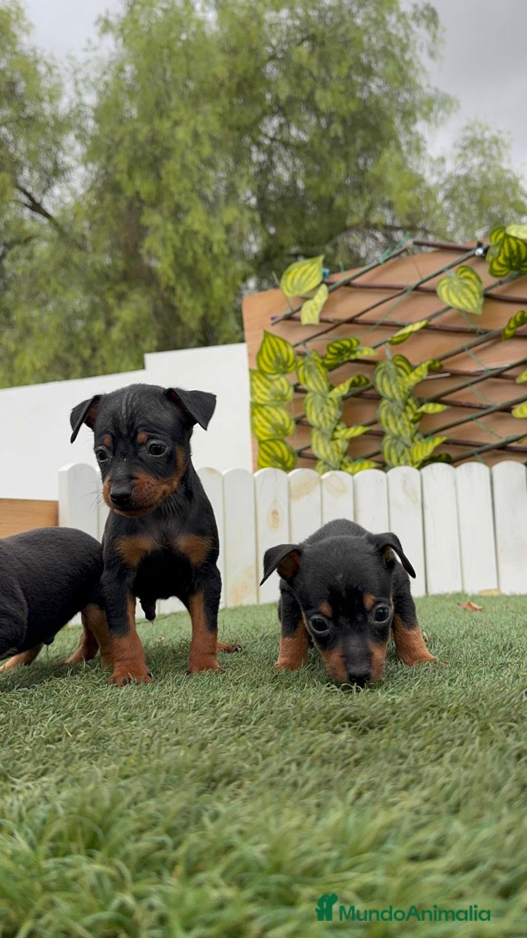 Pinscher Miniatura perros en venta: Pinscher - Imagen 11