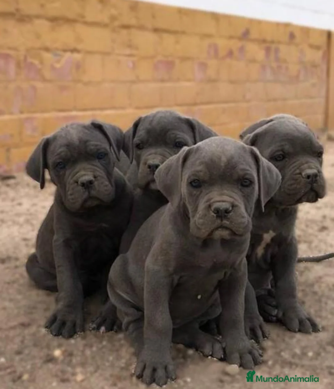 Imagen de galería {{count}}