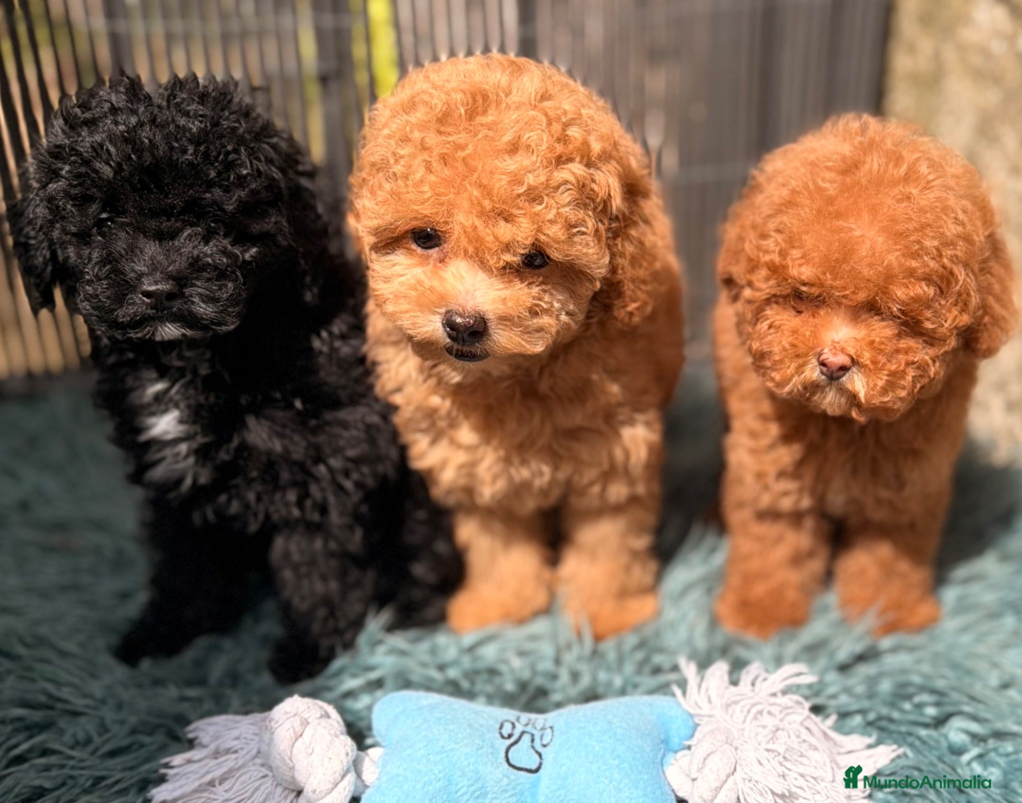 Caniche Toy perros CANICHE TOY 50% COREANO - Anuncio 3