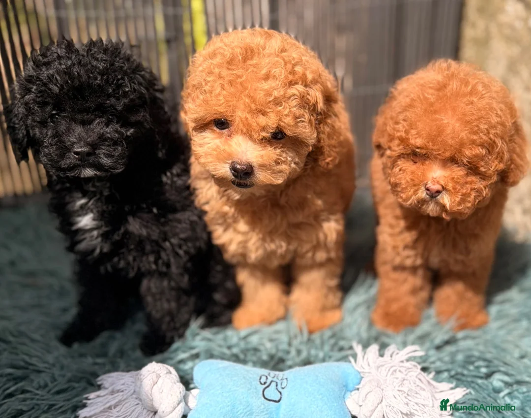 Caniche Toy perros en venta: CANICHE TOY 50% COREANO - Anuncio 1