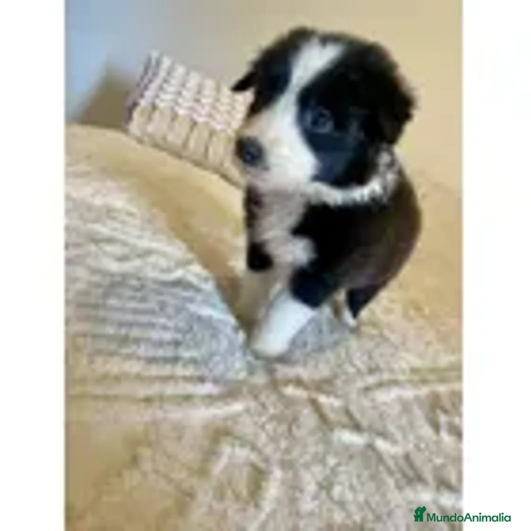 Border Collie perros en venta: cachorritos de border collie  - Anuncio 4