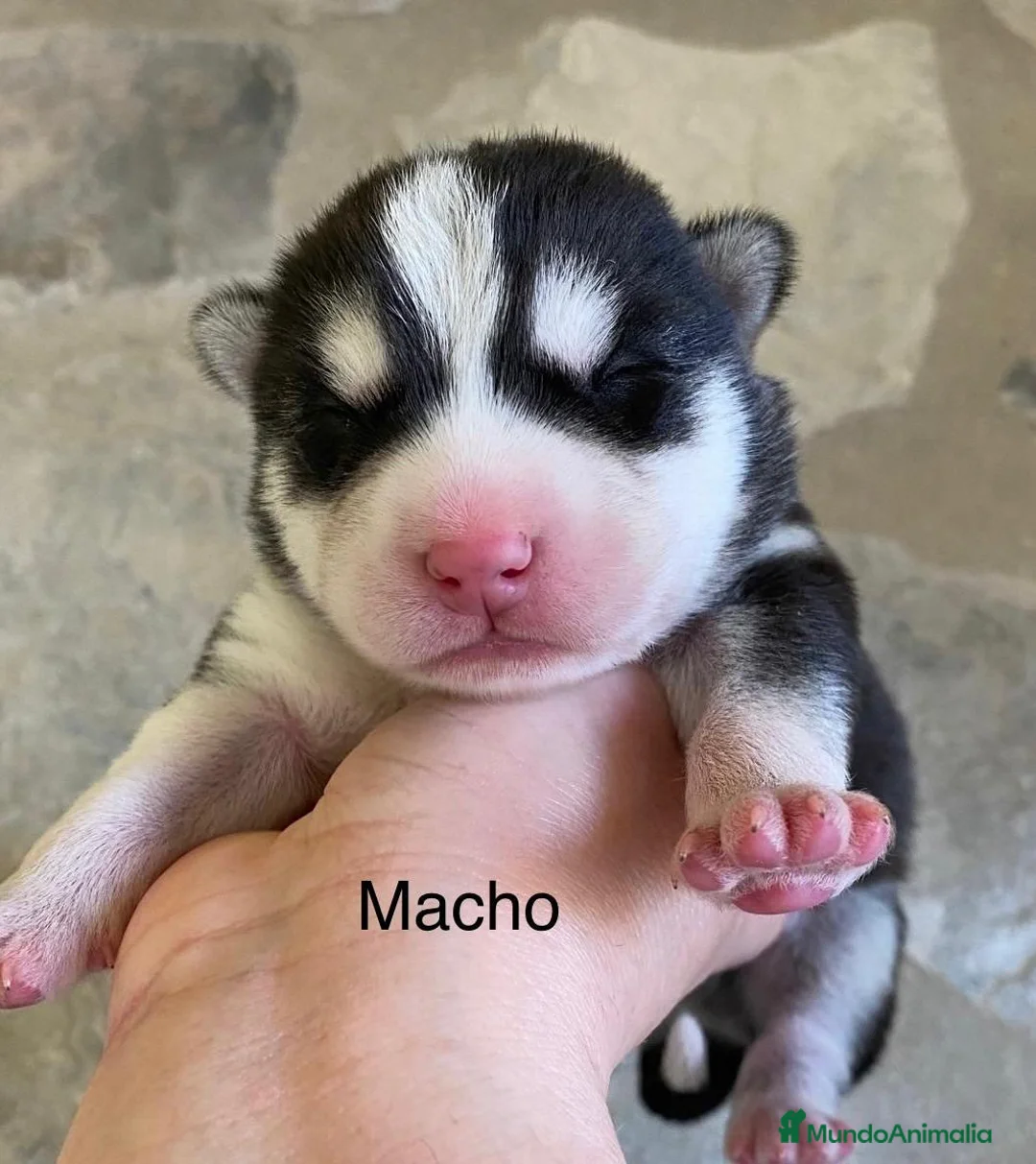 Husky Siberiano perros en venta: Preciosa camada husky siberiano  - Anuncio 6