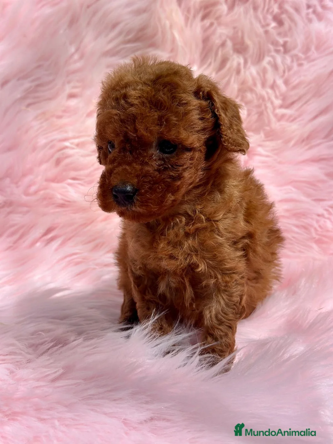 Caniche Toy perros en venta: Caniche rojo  en Barcelona - Anuncio 3