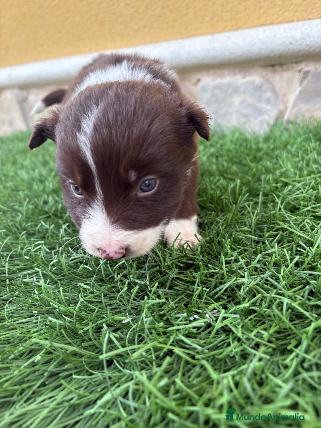 Border Collie perros en venta: Hembra chocolate de Border Collie  - Anuncio 6