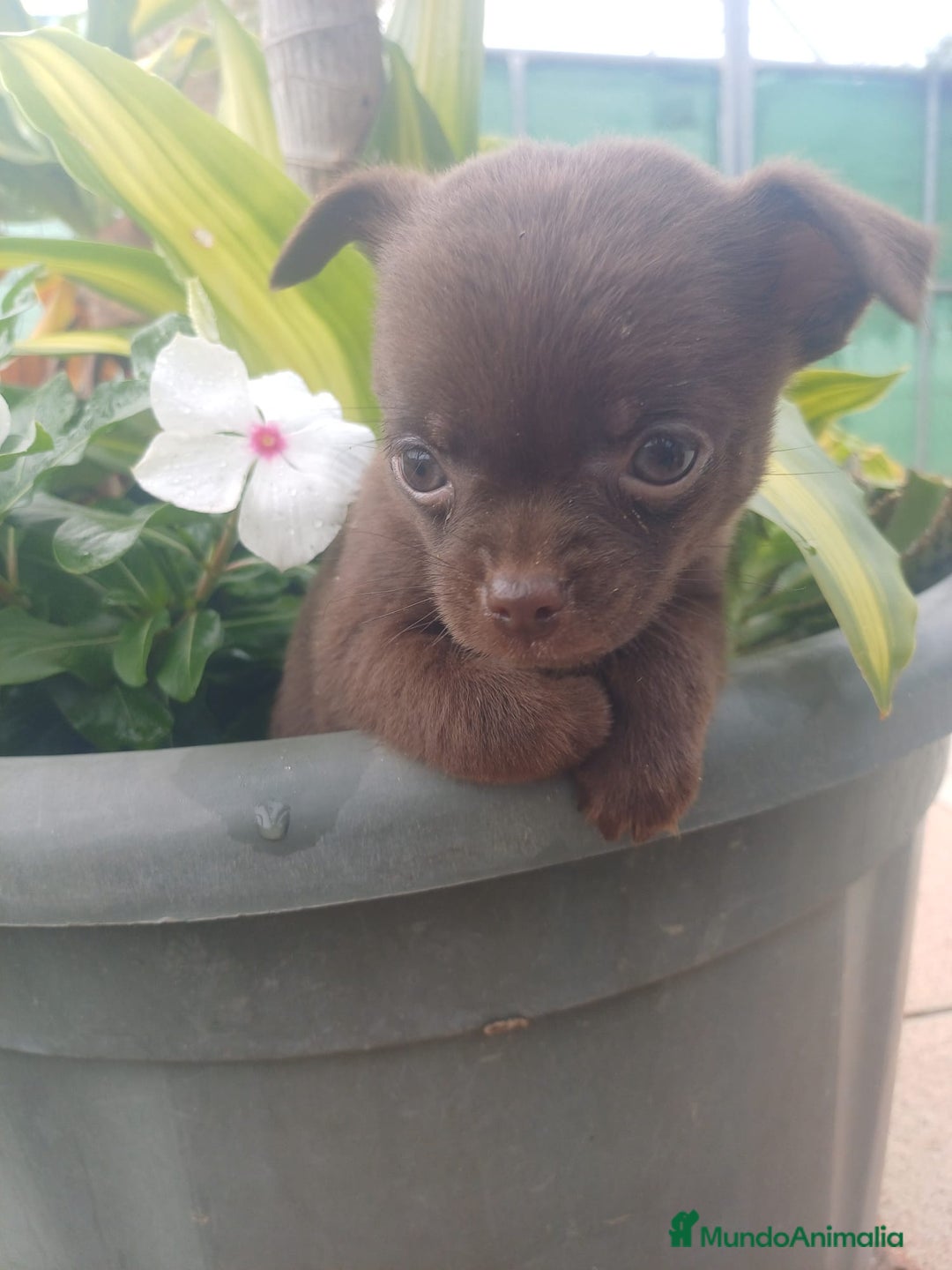 Chihuahua perros en venta: Chihuahua Toy chocolate  - Anuncio 1