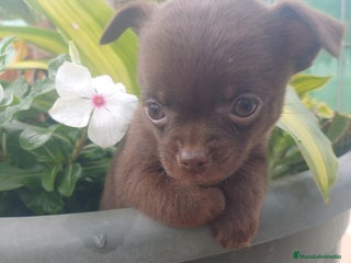 Chihuahua perros Chihuahua Toy chocolate - Anuncio 1