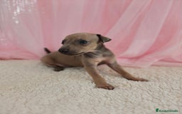 Pequeño Lebrel Italiano perros en venta: Pequeño lebrel Italiano Galgo italiano Piccolo  - Imagen 7