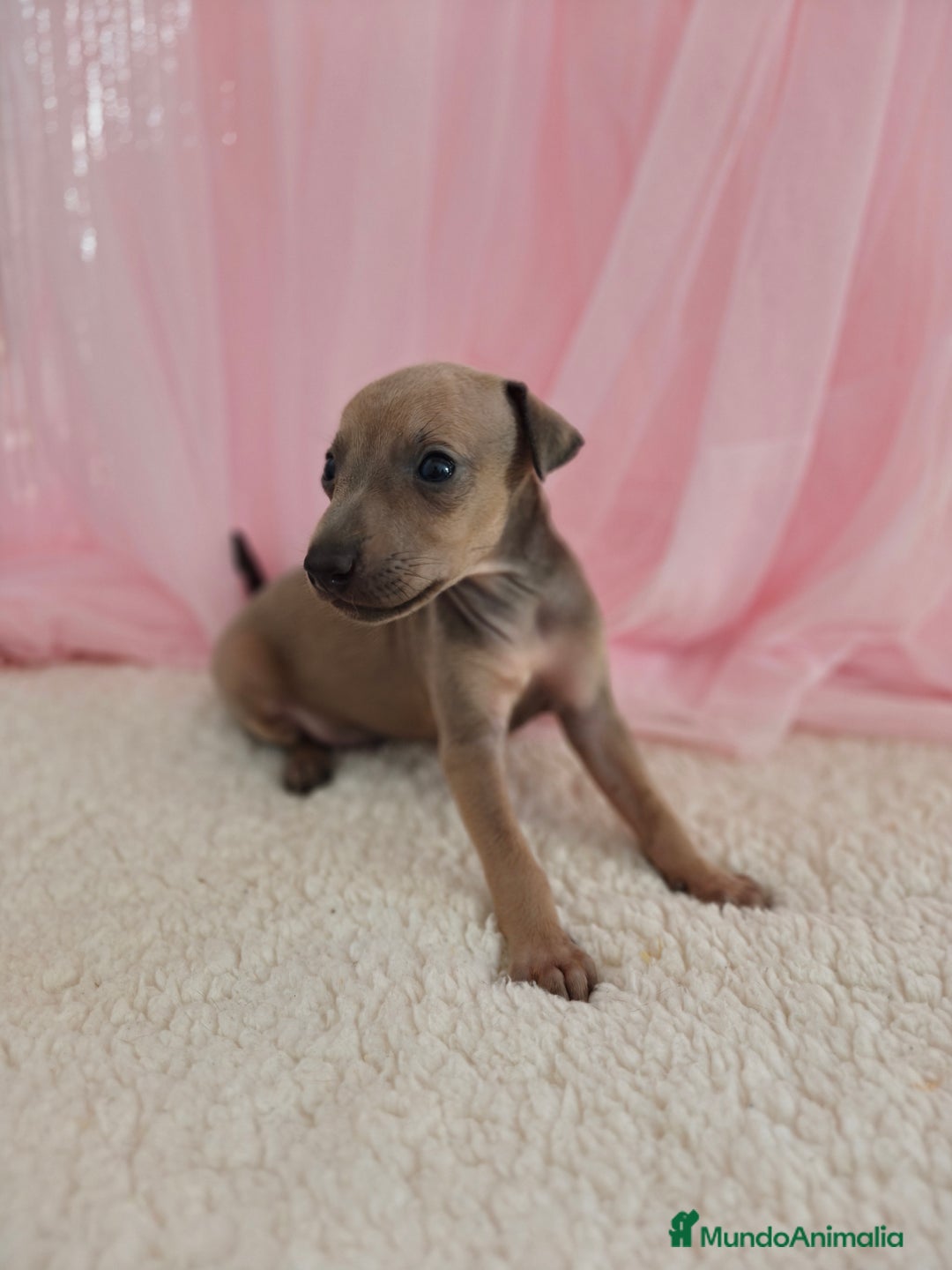 Pequeño Lebrel Italiano perros en venta: Pequeño lebrel Italiano Galgo italiano Piccolo  - Imagen 7