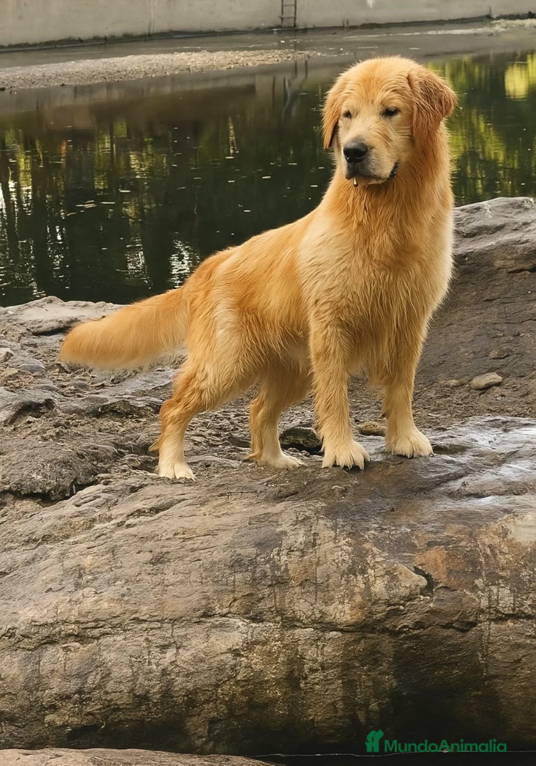 Golden Retriever perros en venta: Golden americano  - Anuncio 3