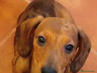 Teckel Miniatura perros Teckel Miniatura - Anuncio 4