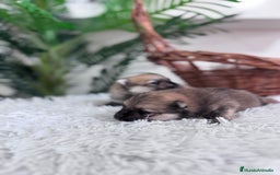 Pomerania perros en venta: POMERANIA MACHO - Imagen 6