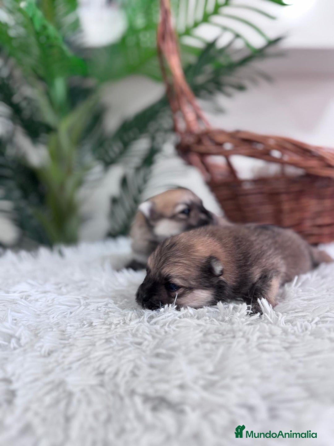 Pomerania perros en venta: POMERANIA MACHO - Imagen 6