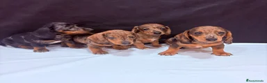 Teckel Miniatura Cachorro 1