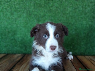 Border Collie perros - Anuncio 2