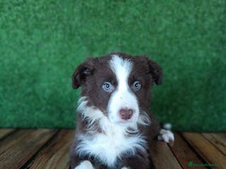 Border Collie perros Border Collie - Anuncio 23